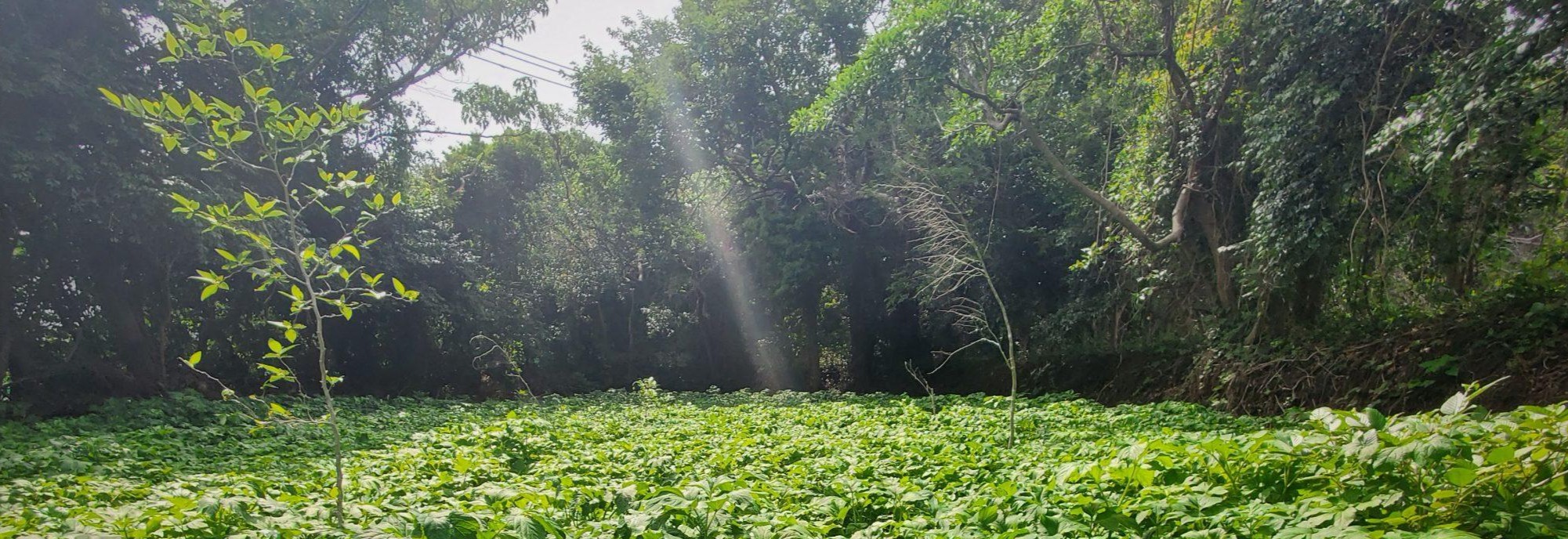 伊豆大島の特産野菜 明日葉（あしたば）の畑